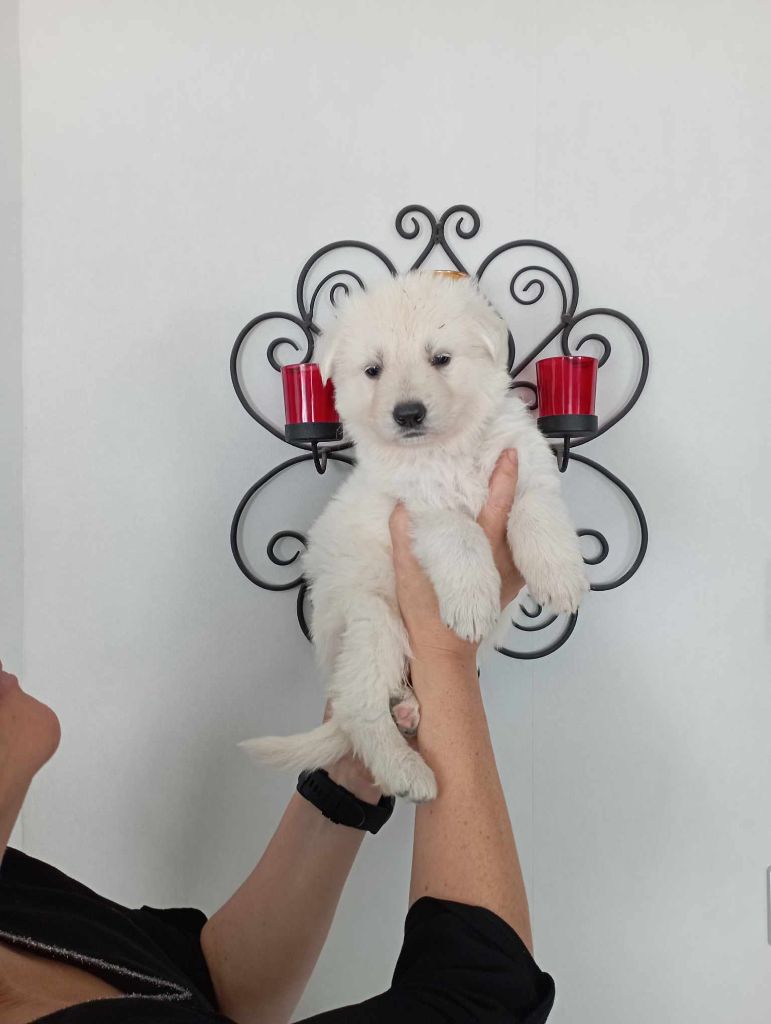 du Royaume d'Usty - Chiot disponible  - Berger Blanc Suisse