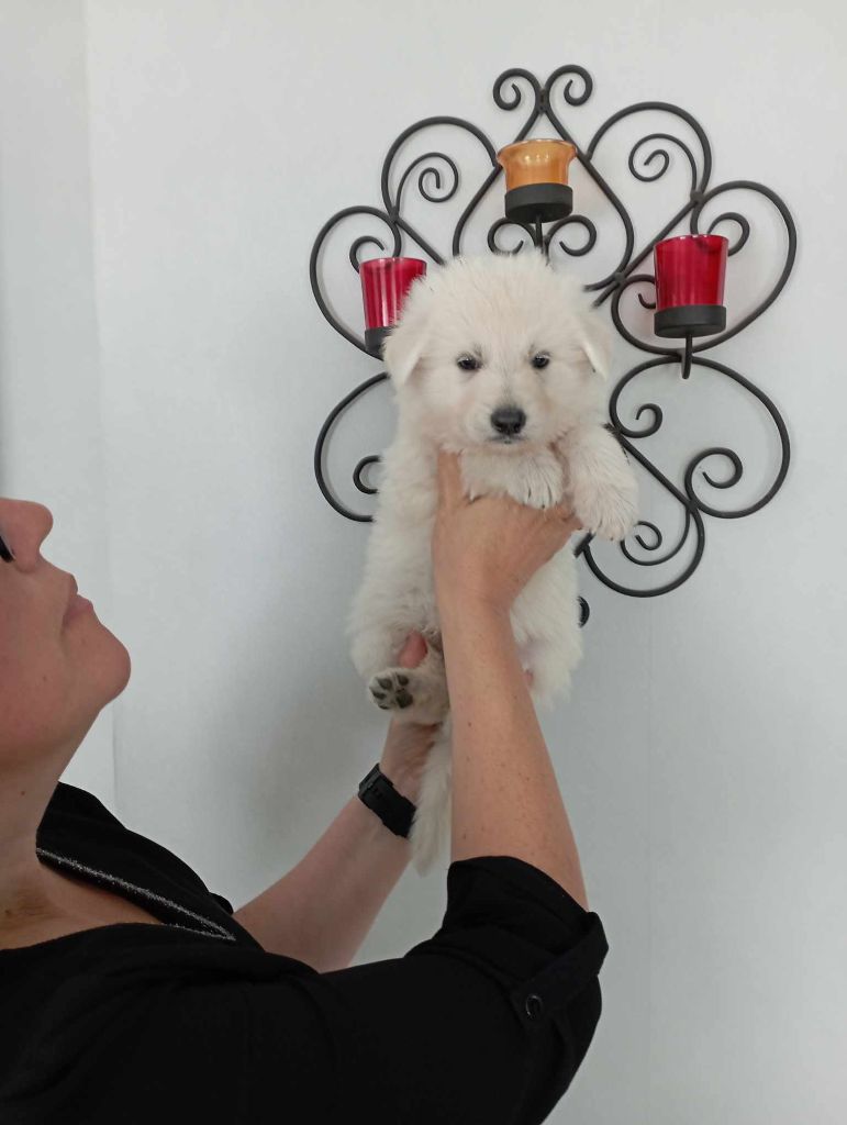 du Royaume d'Usty - Chiot disponible  - Berger Blanc Suisse