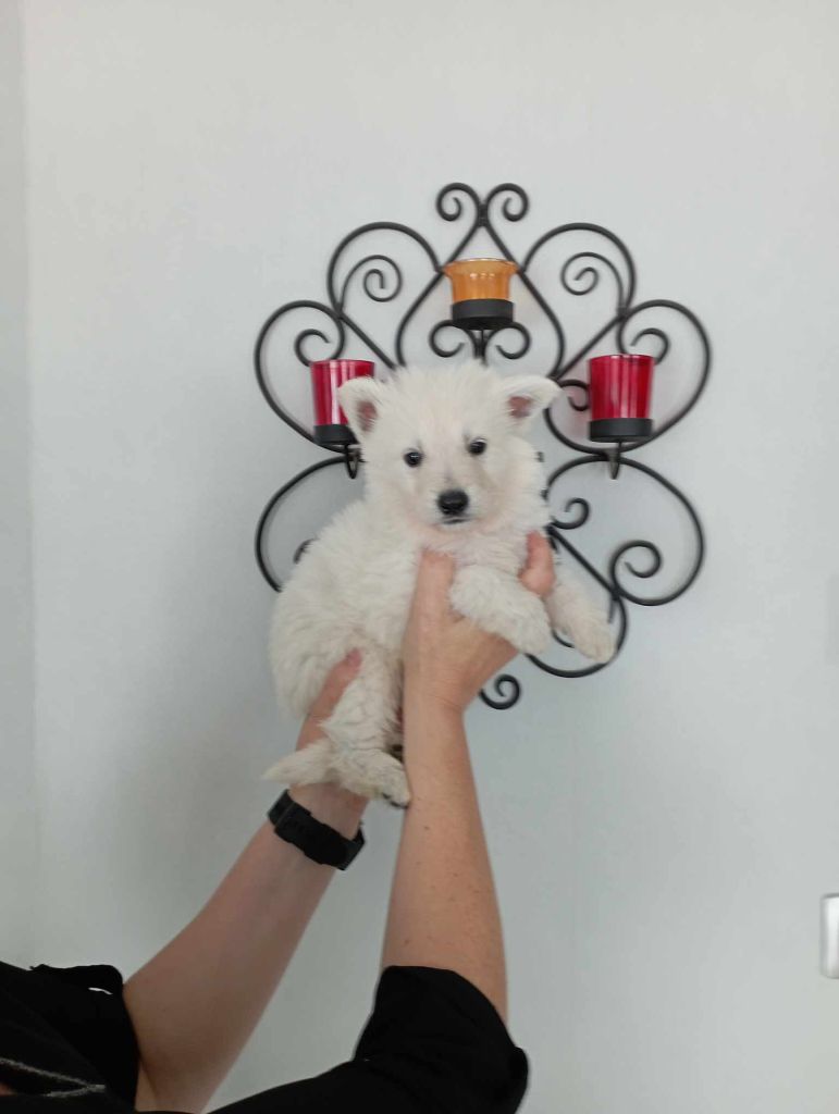 du Royaume d'Usty - Chiot disponible  - Berger Blanc Suisse