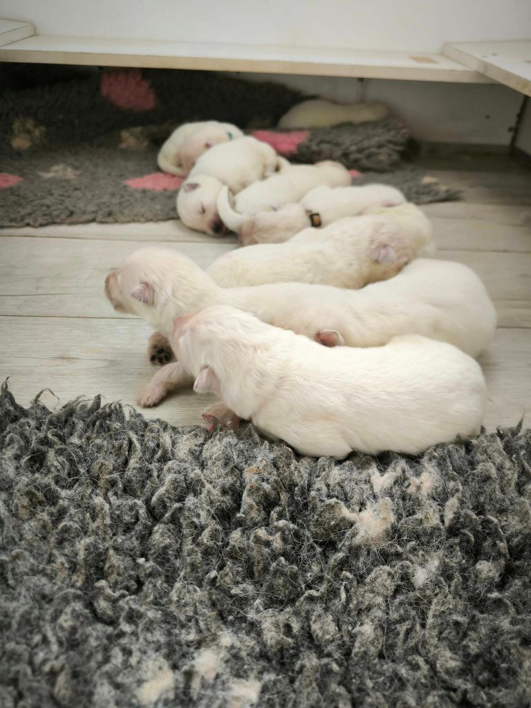 chiot Berger Blanc Suisse du Royaume d'Usty