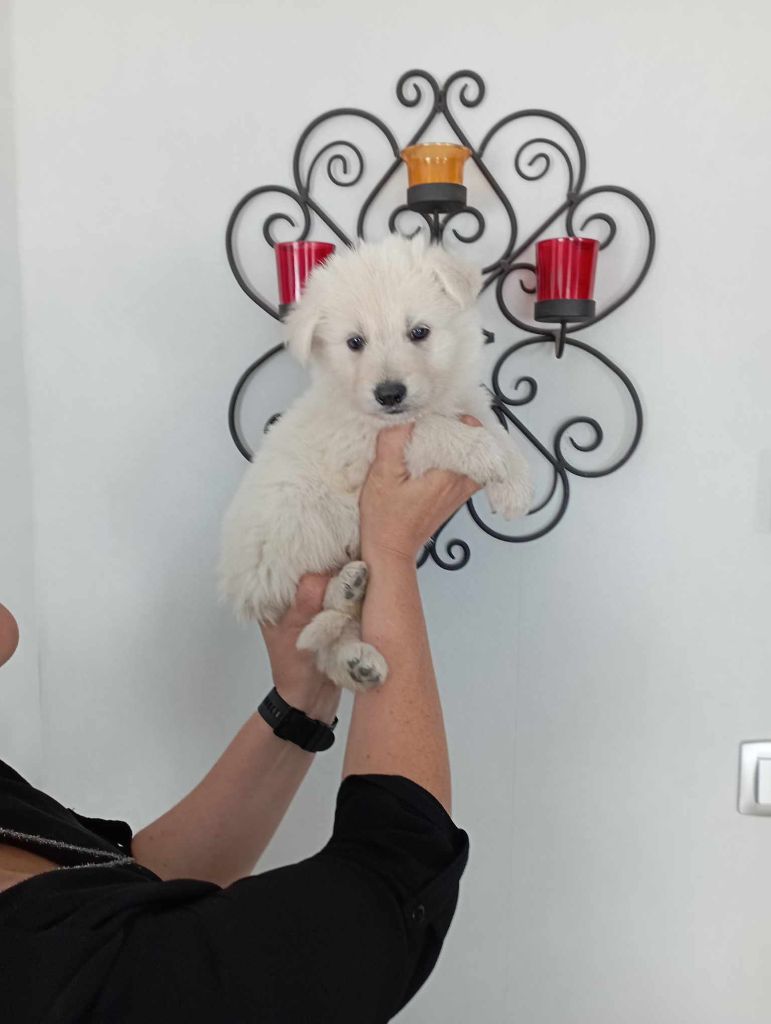 du Royaume d'Usty - Chiot disponible  - Berger Blanc Suisse