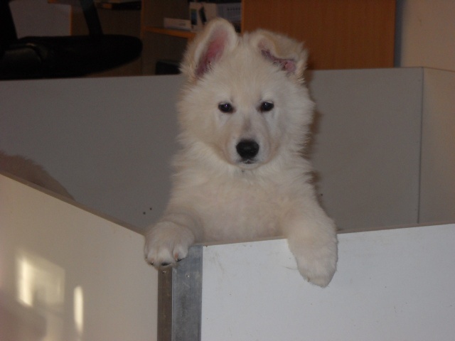 du Royaume d'Usty - Berger Blanc Suisse - Portée née le 25/10/2009
