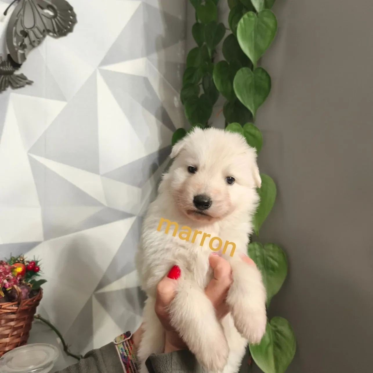 du Royaume d'Usty - Chiots disponibles - Berger Blanc Suisse