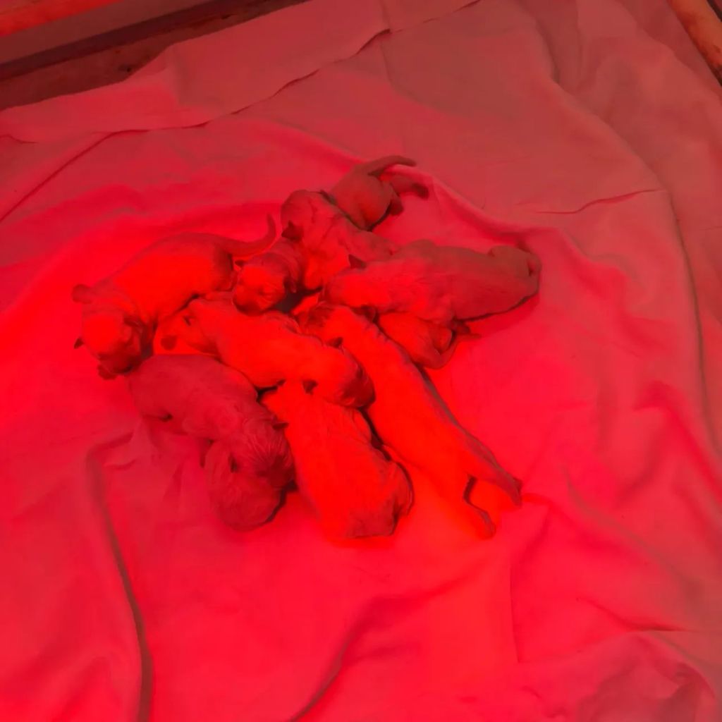 du Royaume d'Usty - Berger Blanc Suisse - Portée née le 11/10/2025