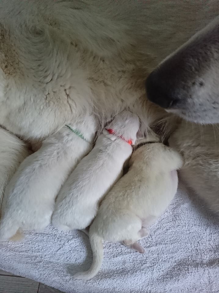 du Royaume d'Usty - Berger Blanc Suisse - Portée née le 30/12/2018