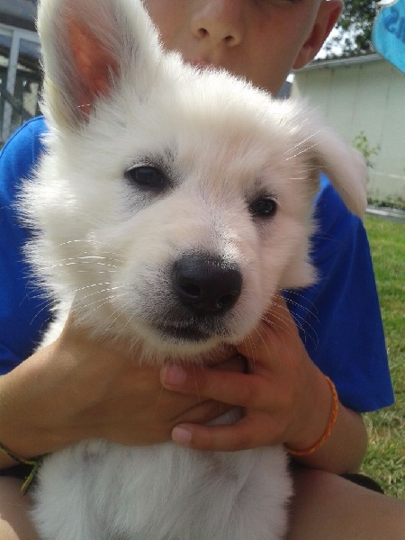 du Royaume d'Usty - Berger Blanc Suisse - Portée née le 21/06/2015