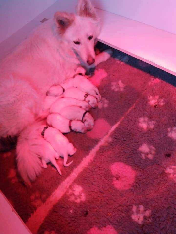 Chiot Berger Blanc Suisse du Royaume d'Usty
