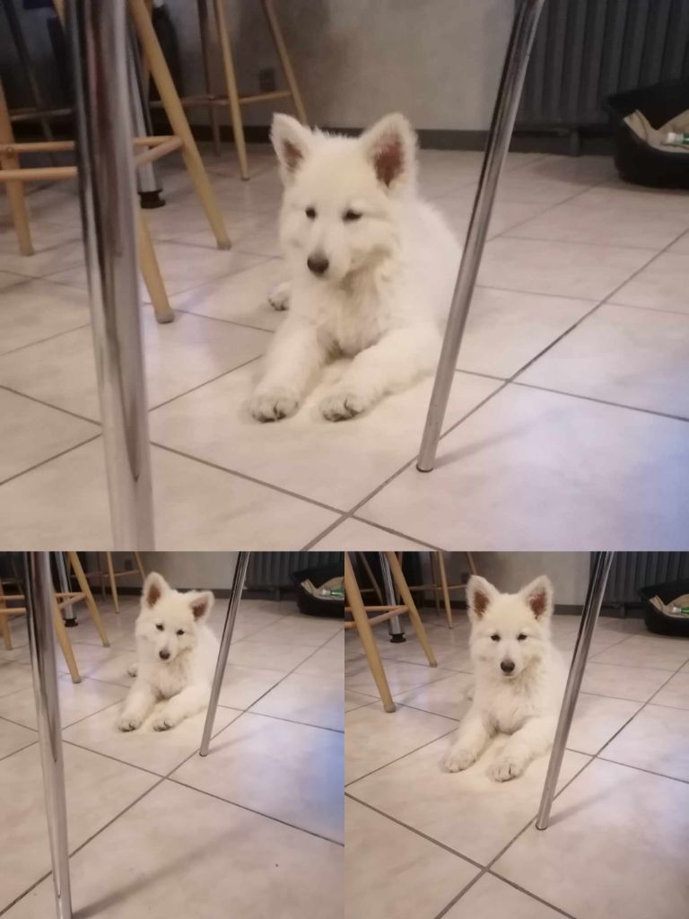 du Royaume d'Usty - Berger Blanc Suisse - Portée née le 25/10/2023